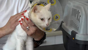 Snaha o likvidáciu domácich miláčikov? Majitelia našli postrelené viaceré zvieratá