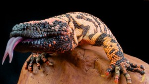 Chcete mať rozoklaný jazyk ako jašter? Čo na to odborníci?