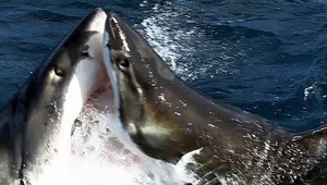 VIDEO: Rybár ulovil obrovského žraloka. Pozrite sa, čo z neho vyliezlo