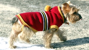 V mraze netrpíme len my, pozor aj na štvornohých kamarátov