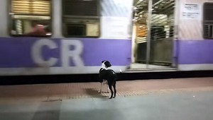 VIDEO: Fenka zúfalo čaká každý večer pri vlaku na niekoho, kto neprichádza