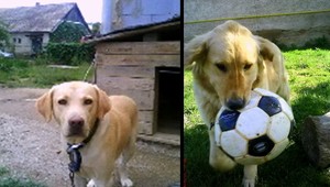 V Čečejovciach sa stratili Bogi a Nio! Hľadáme ich...