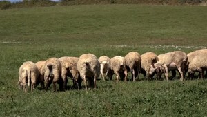 PPA pod zámienkou šetrenia zlúčila niektoré pobočky. Farmári sa sťažujú, cestujú ďalej a drahšie