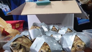 FOTO: Polícia na letisku zadržala batožinu. Bolo v nej viac ako 1500 korytnačiek