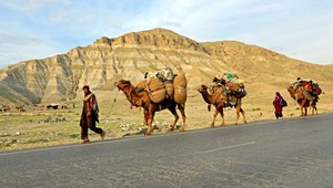 Vírus MERS sa prenáša z ťavy na človeka