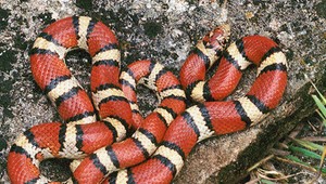 V hypermarkete v Topoľčanoch pátrali po hadovi, zaliezol do kabelky