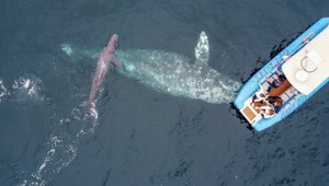 Raz za ŽIVOT. Veľryba porodila mláďa vedľa lode s turistami