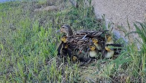 Unikli smrti. V Žiline a Kysuckom Novom meste zachránili kačacie rodinky