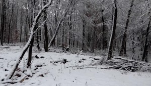 V okolí hlavného mesta miznú stromy. Obyvatelia tak prichádzajú o rekreačné zóny
