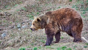 Mimoriadna situácia vo Vysokých Tatrách. Medvede ohrozujú deti pri školách