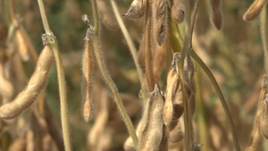 Slovensko má vysoké ambície: Chce byť prvou krajinou EÚ bez GMO sóje