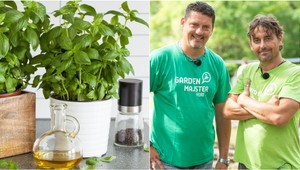 Kupujete si bylinky v kvetináči v obchode a vždy vám vyhynú? 4 dôvody, prečo sa to deje!