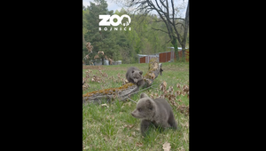 Medvieďatá v ZOO Bojnice už majú mená. Pozrite si, ako ich pomenovali