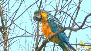 Nezvyčajné divadlo v Žiline, Tare sa zacnelo po slobode