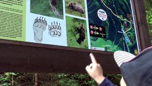 Vydajte sa po stopách medveďa. Slovenský projekt láka celú rodinu