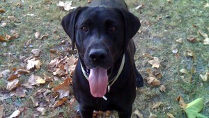 V Ružinove a stratil psík Glad, za nájdenie odmena!