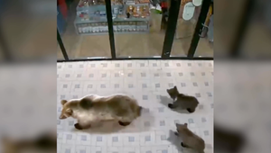 Slávna medvedia rodinka z Tatier už má nový domov