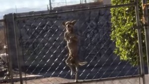 Tohto psa nejaký plot len tak nezastaví