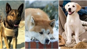 Pes ako vianočný darček: Áno alebo nie?