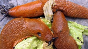 Otužilý slimák pustoší úrodu v Rusku. Slovenskí záhradkári s ním bojujú rôzne