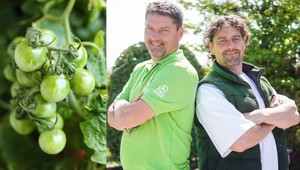 Treba nezrelé paradajky pooberať a dať dnu alebo ich radšej nechať von? Takáto je pravda!