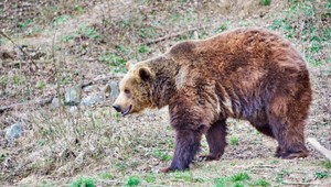 Výskyt medveďa hlásia z obcí, kde túto šelmu doteraz nikdy nevideli