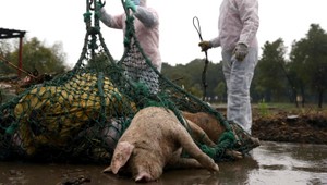 Z vody už vytiahli viac ako 13 000 mŕtvych prasiat