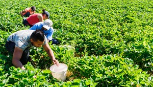 Brexit straší aj Britov. Kto bude zbierať ich jahody, ak ľudia z východnej Európy už neprídu