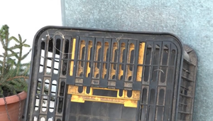 Uväznené v prepravke na hydinu čakali na smrť. Šteniatok sa niekto zbavil tak, že ich vyhodil za dedinou