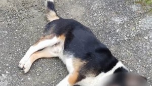 Útulok chcel nájsť túlavému psíkovi domov. Niekto ho ale zastrelil