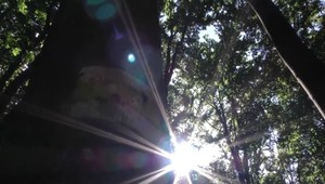 Karpatské bukové lesy chceli vyškrtnúť zo zoznamu UNESCO, nakoniec tam ostávajú