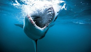 Žraloky sú pravdepodobne farboslepé