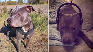 Celý život sa bála susedovho pitbulla: Až kým jej nezachránil život