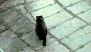 V Novoveskej Hute straší stokilový medveď