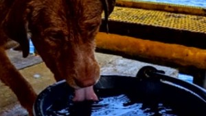 Záchrana psíka plávajúceho na otvorenom mori