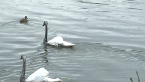Vodu Hričovskej priehrady zakalila neznáma látka. Miestne labute sfarbila na čierno
