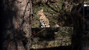 Na Zobore sa začalo pátranie po jednej z najdrahších šeliem sveta