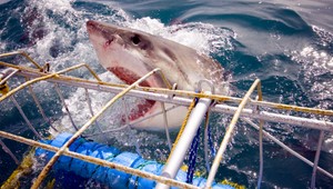 Špeciálny oblek. Žraloci vás v ňom neuvidia