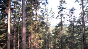 Vybrali sa zbierať huby a zablúdili. Výlet dvoch žien skončil až v noci zásahom horských záchranárov