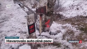 Vodička vletela s autom do potoka: Psy, ktoré viezla, sa zatúlali