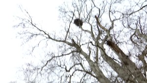 Niekto otrávil mláďatá chráneného orla