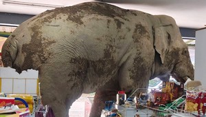 Hladný slon sa "vlámal" do obchodu. Dostal chuť na sladkosti