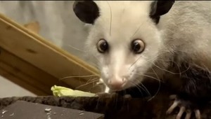 Toto je nová celebrita! Škuľavá vačica Heidi...