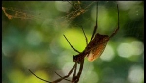 Sninčanku na balkóne prekvapil veľký čierny pavúk