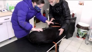 Mužovi, ktorý bodol psa nožom nehrozí žiaden trest