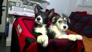 Za dedinou Turčianske Kľačany niekto vyhodil päť šteniat. Teraz hľadajú nový domov