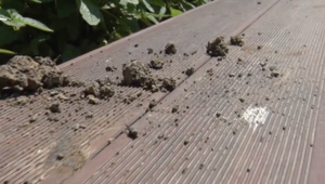 V  Topoľčiankach vyčíňali "lesní zlodeji". Ulakomili  sa na ihličnaté stromy a bylinky