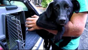 Zranenú sučku vyhodili na diaľnici! Musela bojovať o svoj život