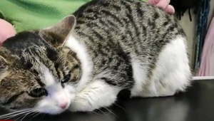 Policajtom sa podarilo zachrániť kocúra zabaleného v škatuli