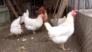 Drobnochovateľov hydiny trápi vtáčia chrípka. Pravdepodobne sa šíri v kŕdľoch voľne žijúcich vtákov